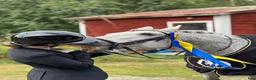 Allround hästar till salu: Läromästare/Rosettplockare utlånas/foder - Annons 4
