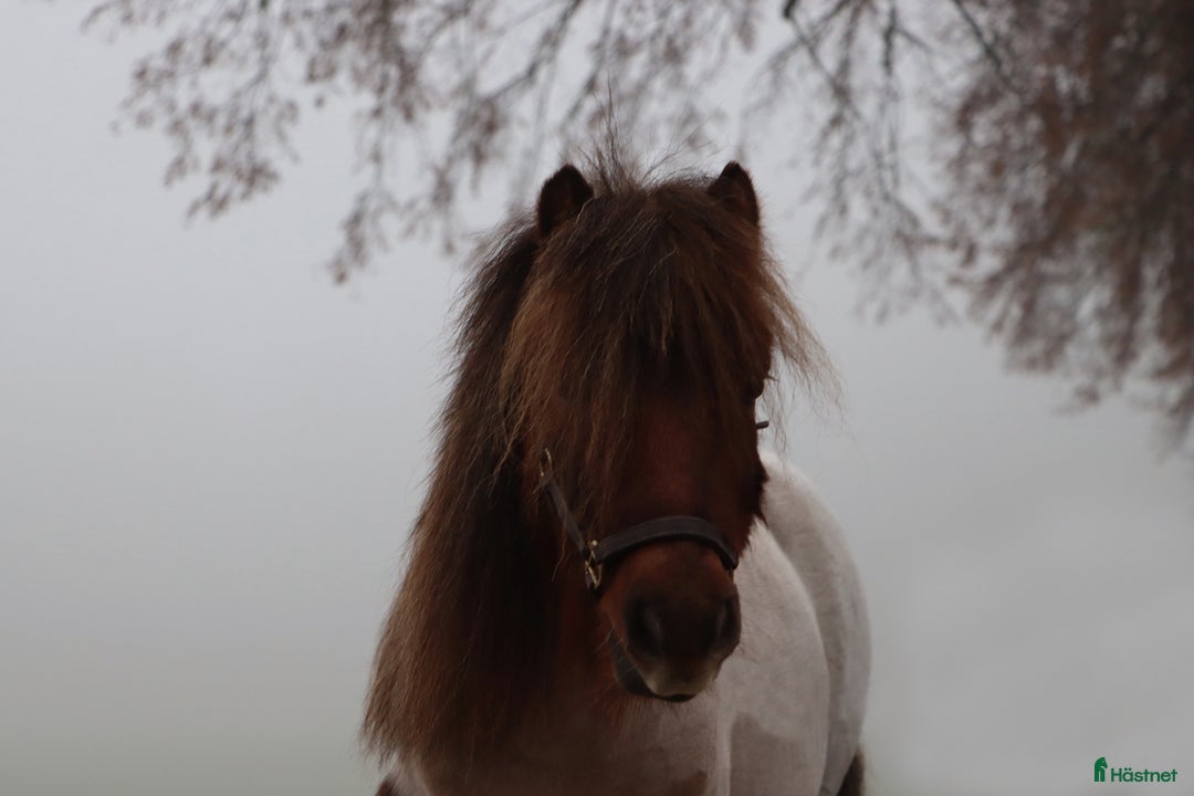 Allround hästar till salu: Inriden Shetlandsponny i Bettna - Annons 3