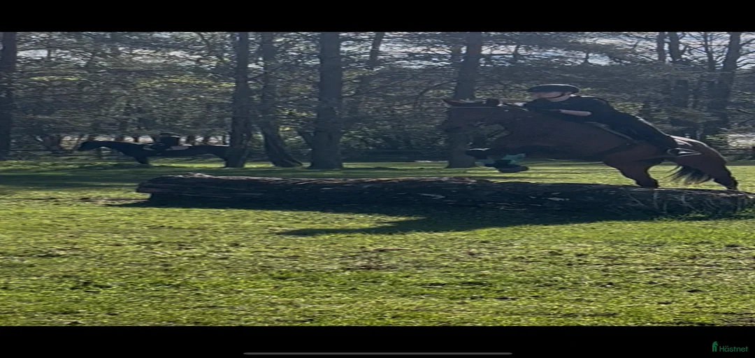 Galleribild {{count}}