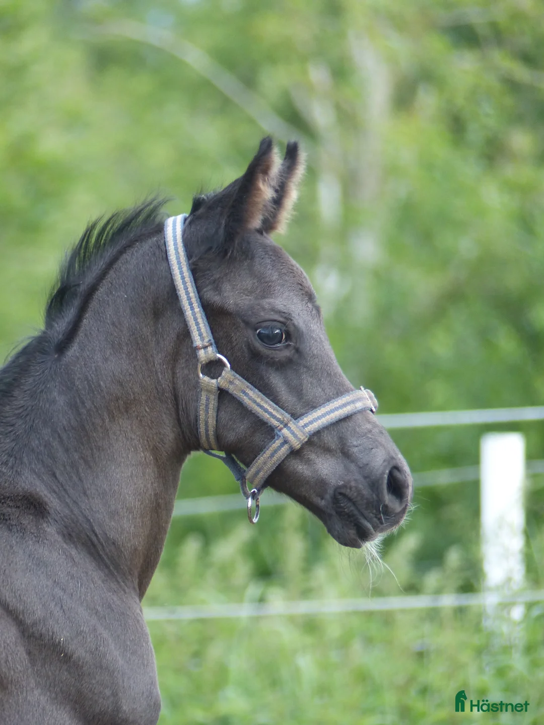 Dressyr hästar till salu: Snygg, supersocial kille som rör sig myckt bra! i Edsvalla - Annons 2