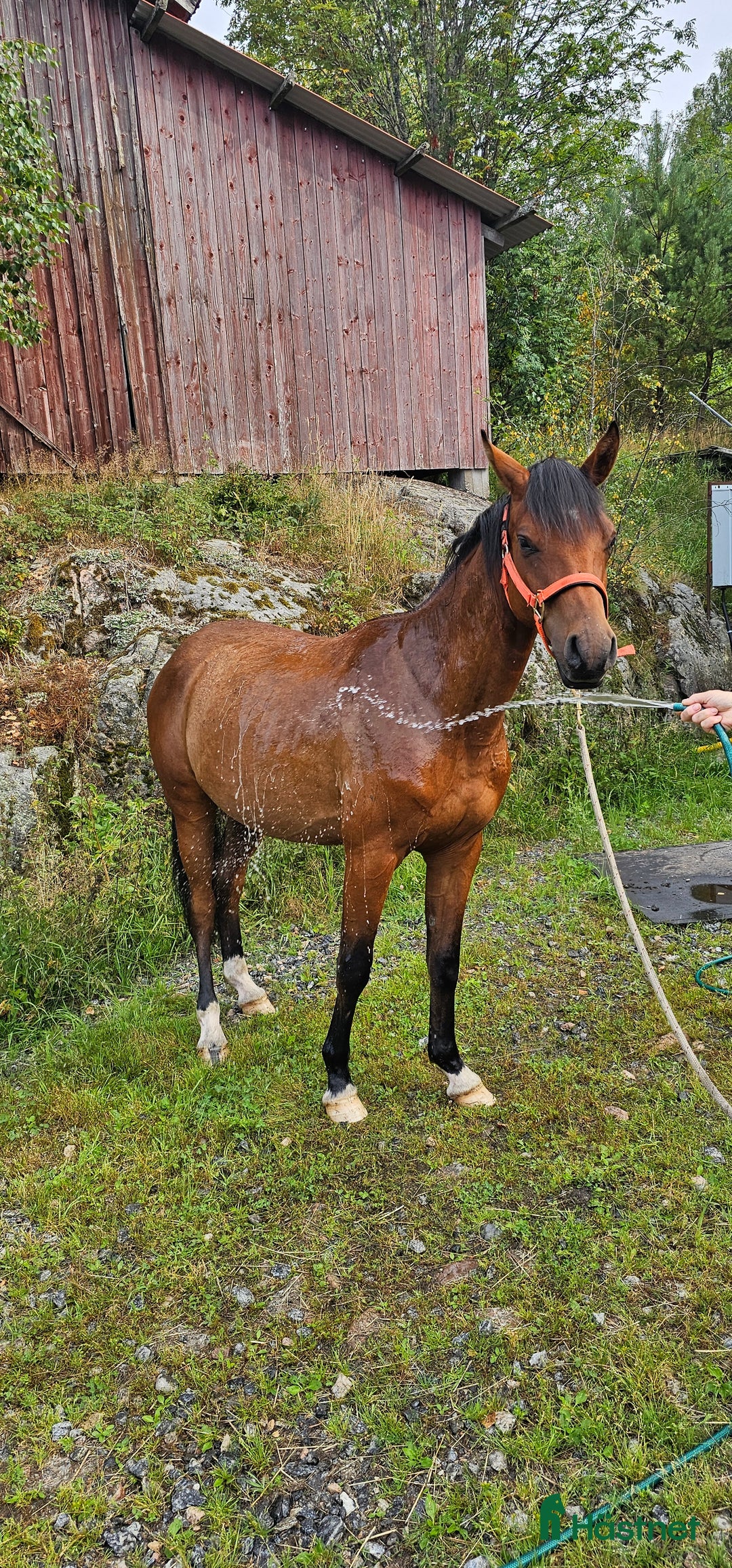 Allround hästar till salu: Trygg och fantastisk ung valack i Dingle - Annons 9