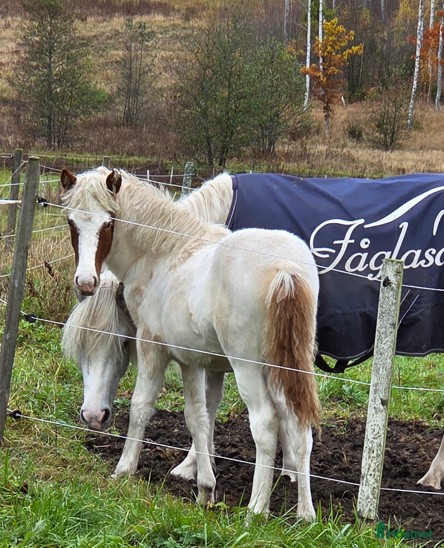  hästar Unghästar 2 ston tillsalu i Säffle - Annons 14