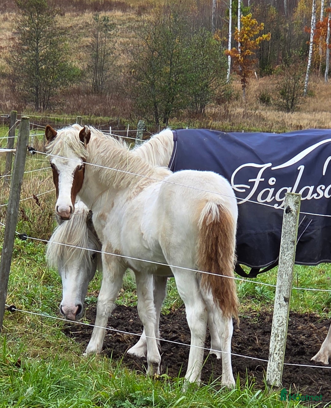 Island hästar till salu: Unghästar 2 ston tillsalu i Säffle - Annons 1