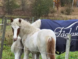 hästar Unghästar 2 ston tillsalu - Annons 2