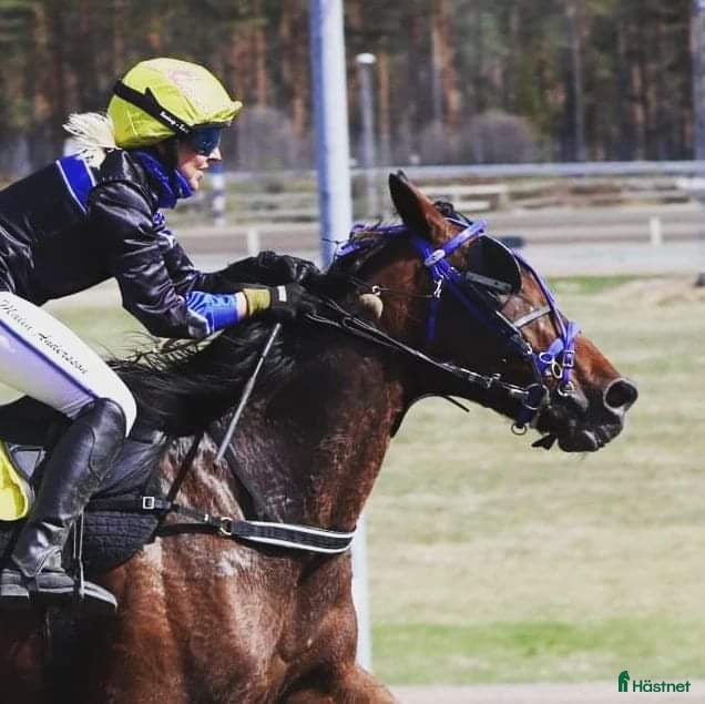  hästar  Mkt välriden travvalack - Annons 1