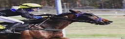 Trav hästar till salu:  Mkt välriden travvalack i Uddevalla - Annons 1