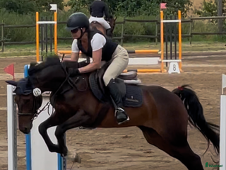 hästar En riktigt fin D ponny i Ballingslöv - Annons 15