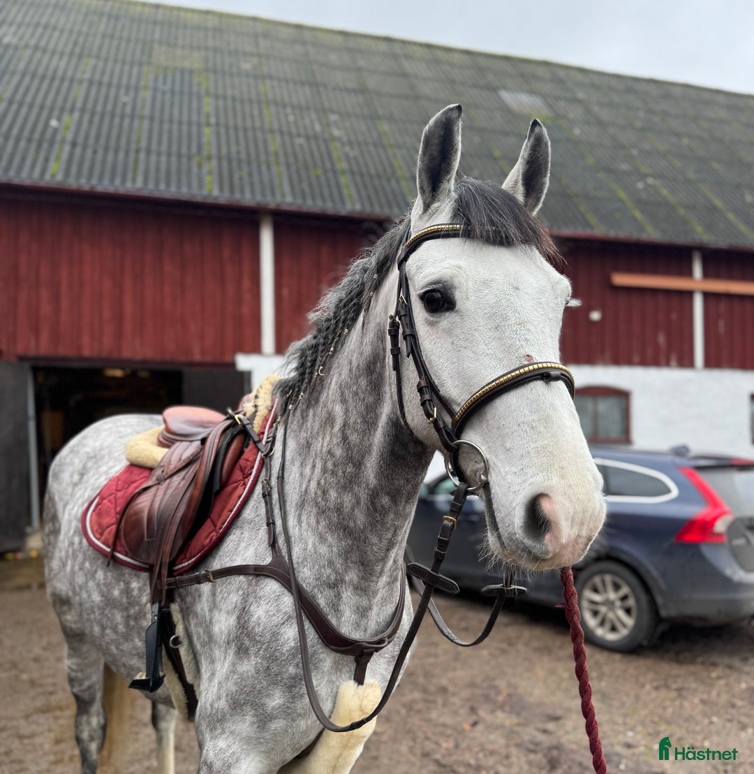 Allround hästar till salu: SNÄLL PONNY/VERKSAMHET  i Helsingborg - Annons 1