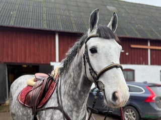 hästar SNÄLL PONNY/VERKSAMHET i Helsingborg - Annons 1