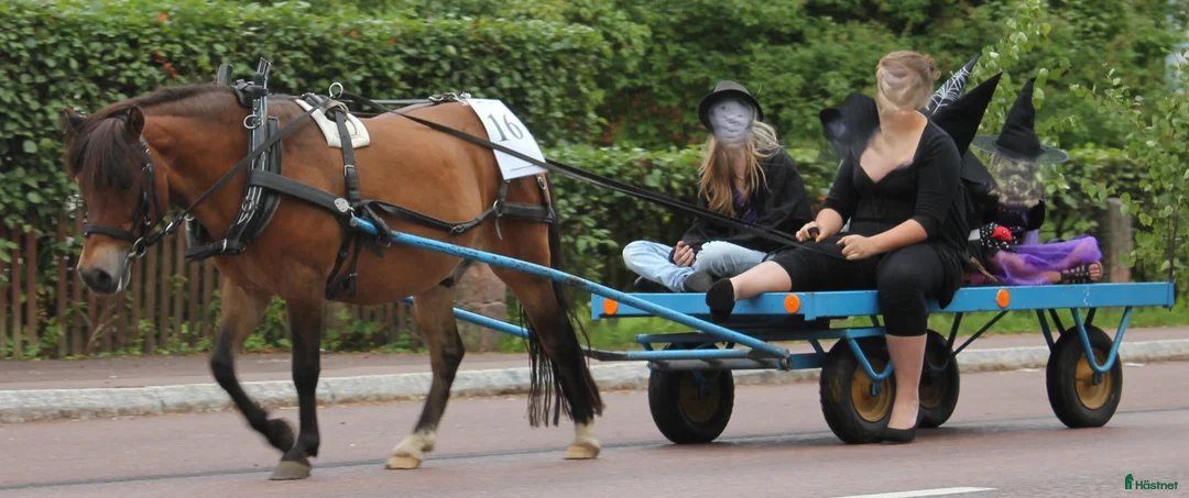 Körvagnar körning till salu: Flakvagn Fyrhjulsvagn Ponny i Älvdalen - Annons 1