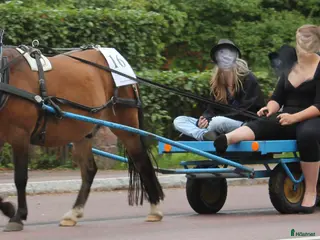 Körvagnar körning till salu: Flakvagn Fyrhjulsvagn Ponny - Annons 13