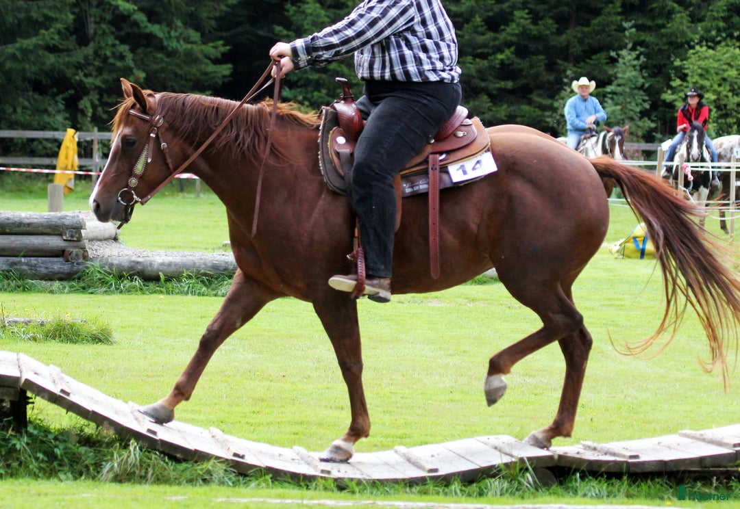 Western hästar till salu: Solid paint valack i Trädet - Annons 7