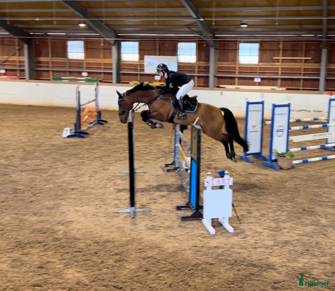  hästservice finnes: Vill du ha hjälp med din häst? i Bålsta - Annons 4