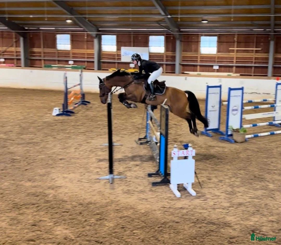  hästservice finnes: Vill du ha hjälp med din häst? - Annons 4