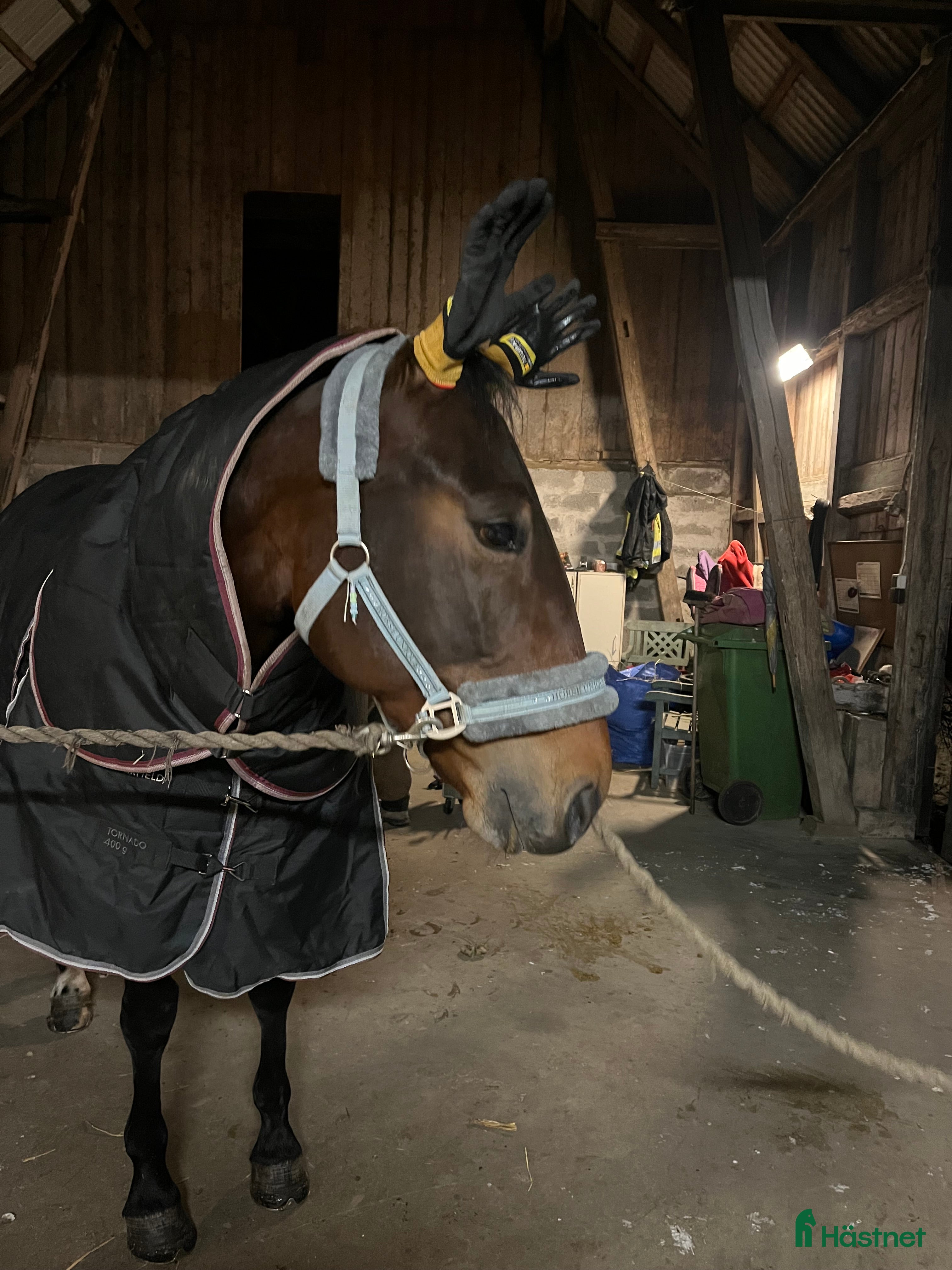  hästar Snäll allround häst till salu i Vejbystrand - Annons 3