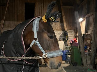 hästar Snäll allround häst till salu i Vejbystrand - Annons 3