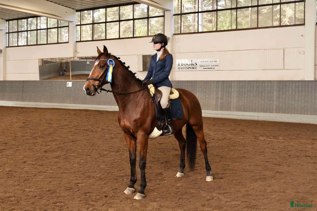 Allround hästar till salu: Erfaren läromästare i Kalmar - Annons 2