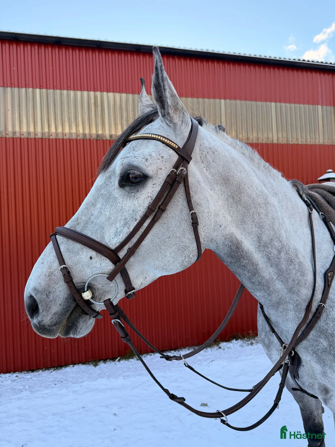 Allround hästar till salu: Lyxig hobbyhäst letar nytt hem!  - Annons 2