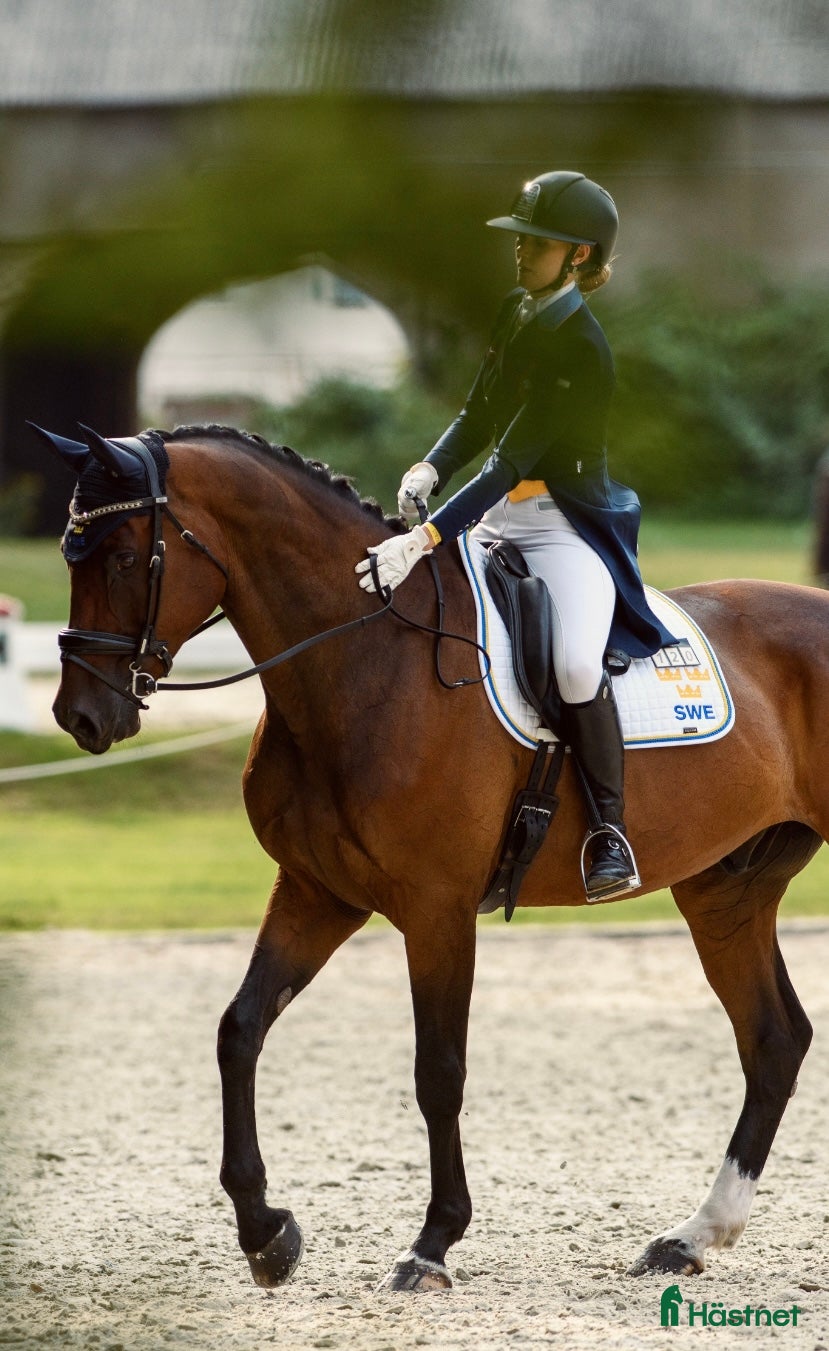  hästservice Förmedling, utbildning, träning, tävling i Skultuna - Annons 22