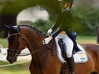 hästservice Förmedling, utbildning, träning, tävling i Skultuna - Annons 22