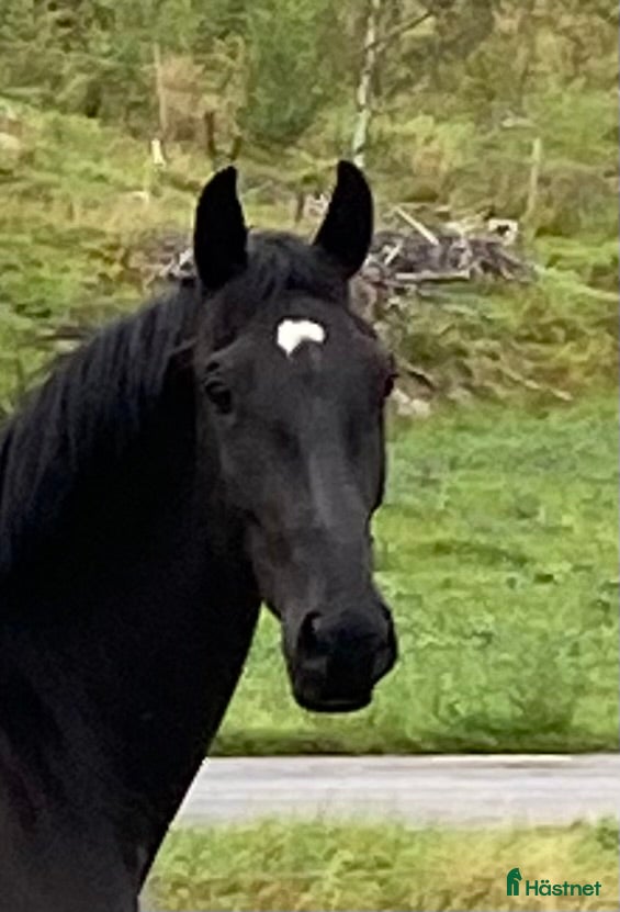 Dressyr hästar till salu: 2år sto e Franklin i Nyköping - Annons 1