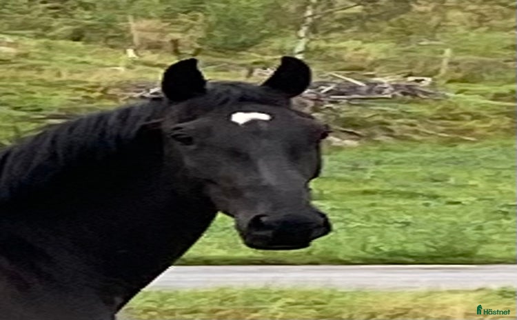  hästar i Nyköping - Annons 6