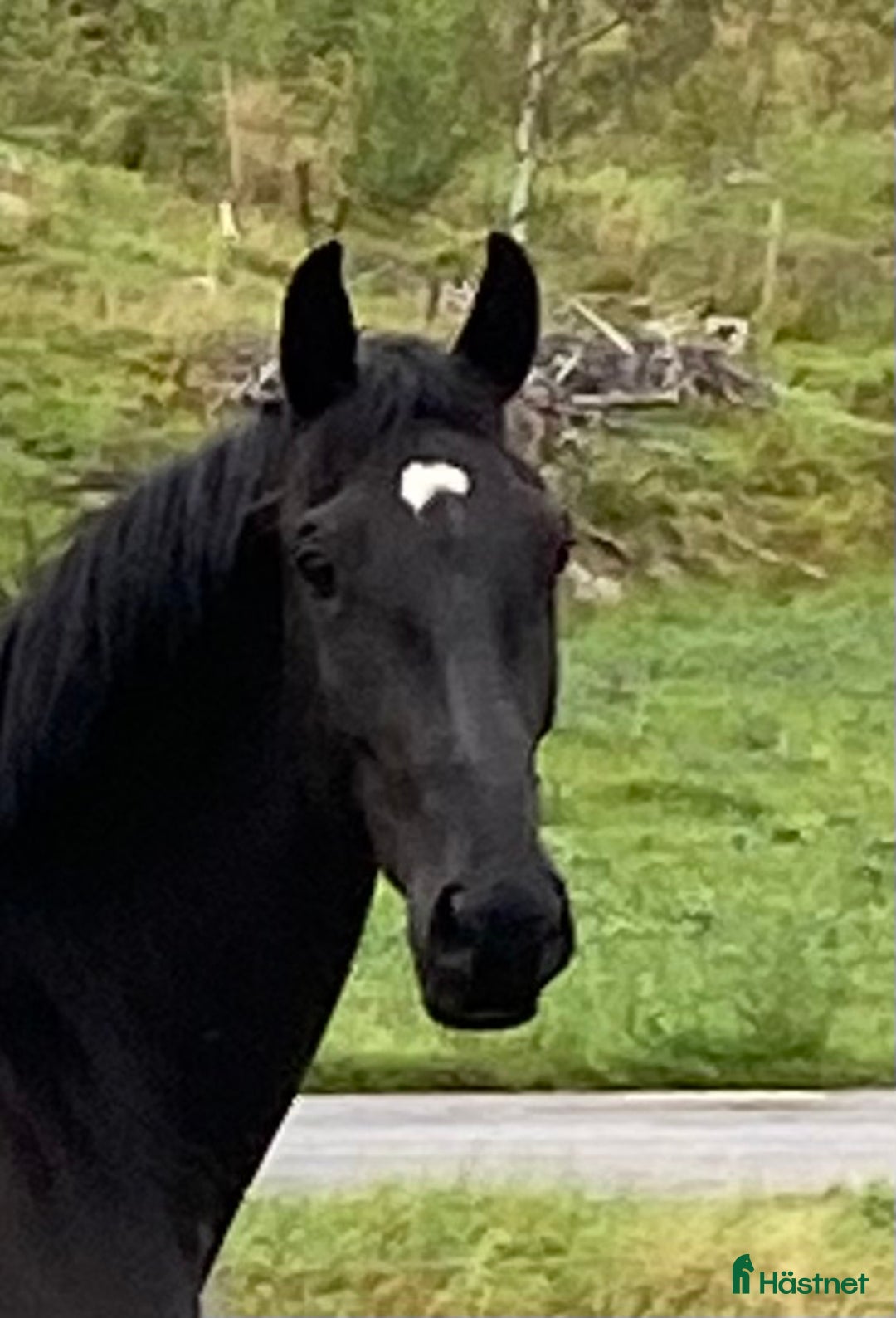 Dressyr hästar till salu: 2år sto e Franklin i Nyköping - Annons 1