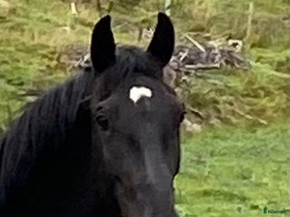 Dressyr hästar till salu: 2år sto e Franklin i Nyköping - Annons 1