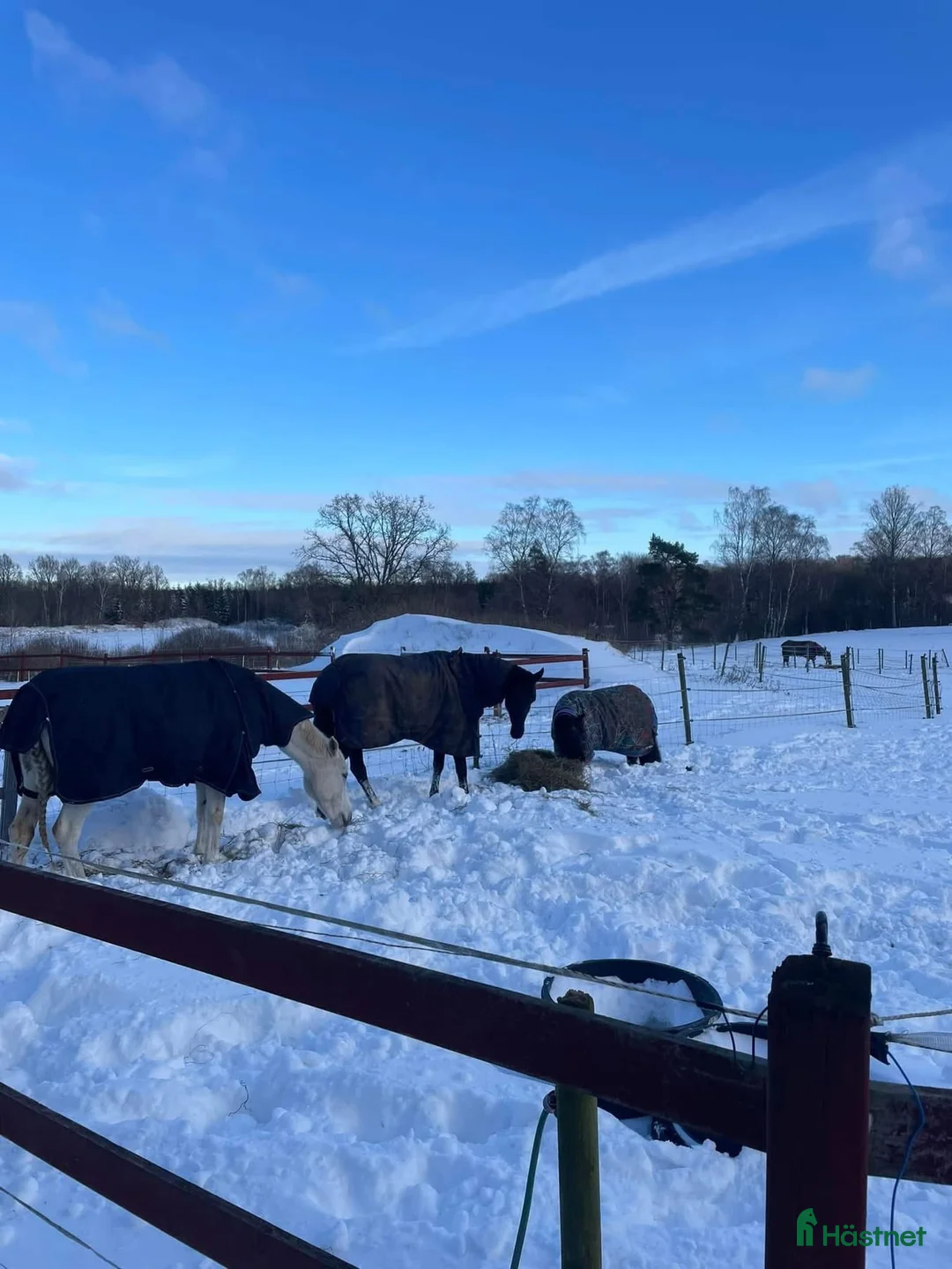  stallplats finnes: Stallplatser uthyres i centrala Höör! i Höör - Annons 5