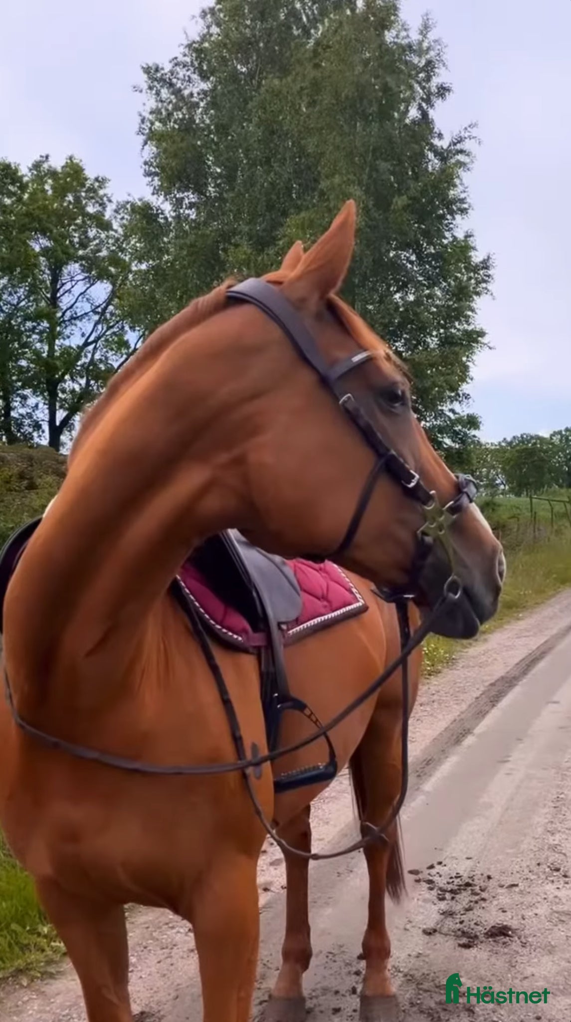  hästar En bästa vän - Annons 16