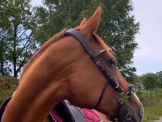 hästar En bästa vän - Annons 16