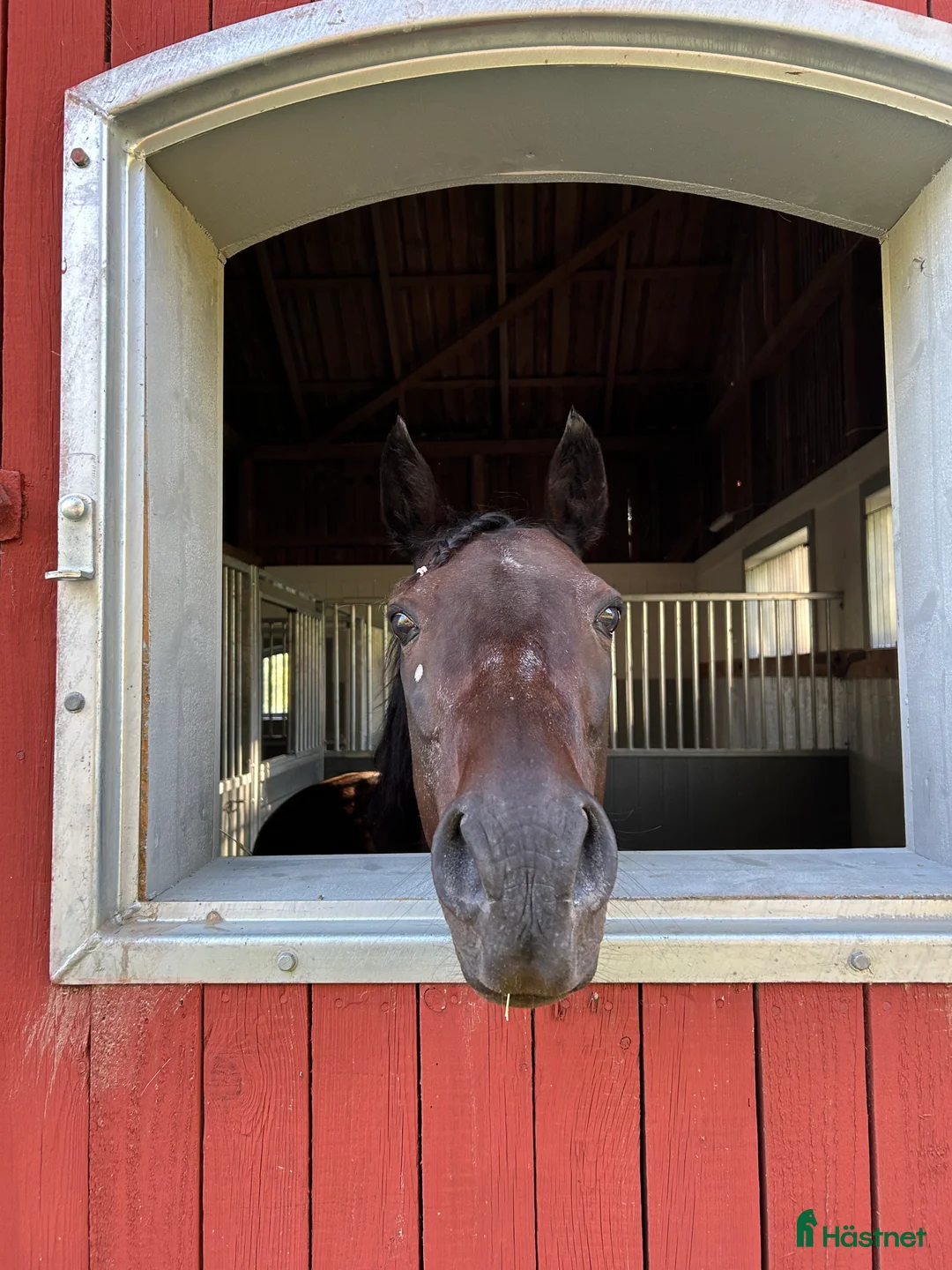 Sällskap hästar till salu: Världens mysigaste farbror söker nytt hem i Stavsjö - Annons 2