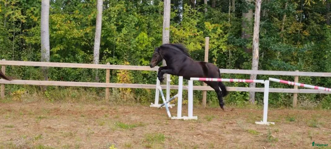 Körning hästar till salu: Körponny i Östansjö - Annons 1