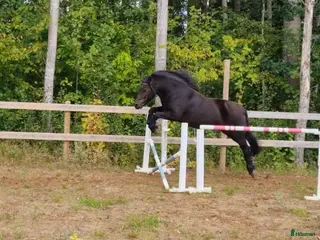 hästar Körponny i Östansjö - Annons 7