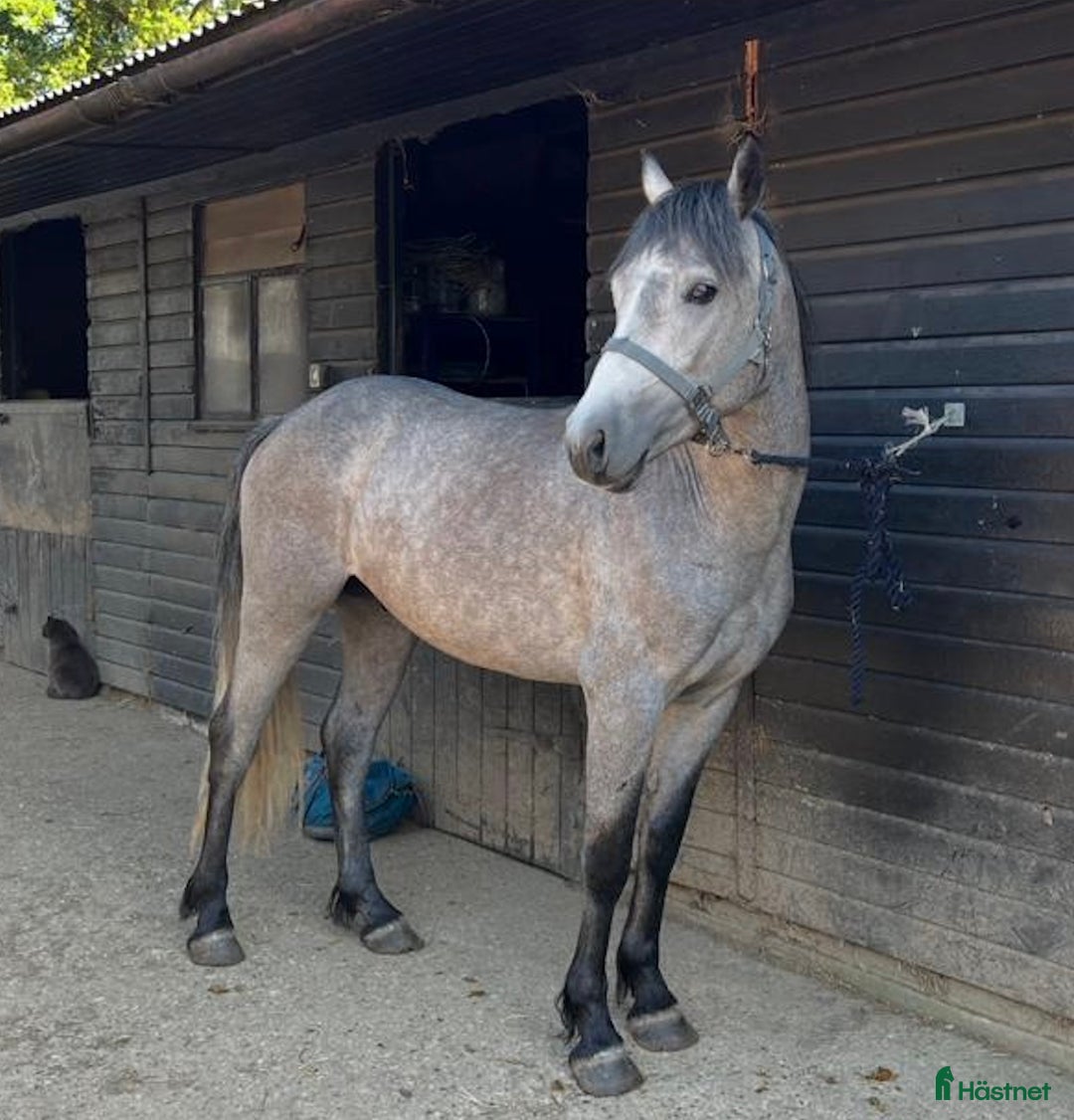 Hoppning hästar till salu: 3YO CONNEMARA – ELITE JUMPING PROSPECT i Ljungby - Annons 4