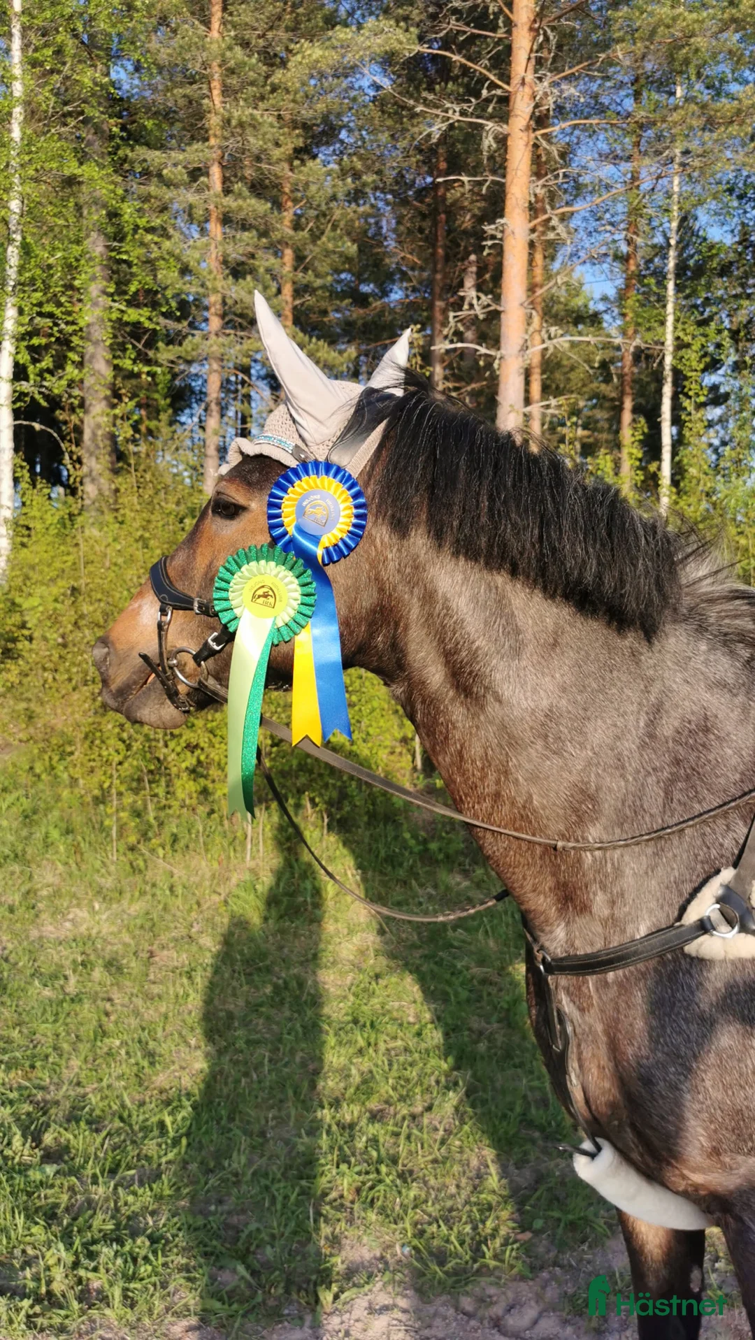 Allround hästar till salu: Fin bästa vän 💞  - Annons 5