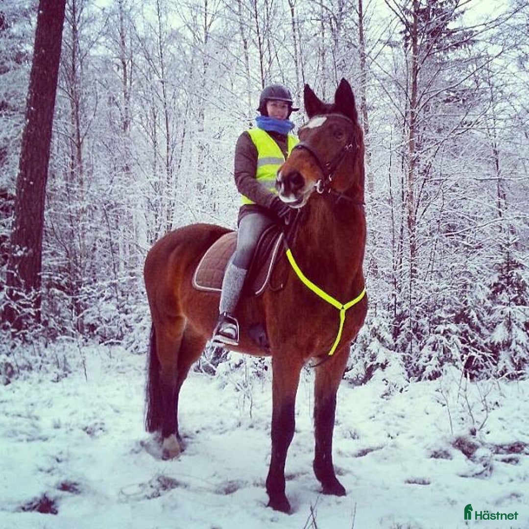  medryttarhäst sökes: Medryttarhäst sökes i Jönköping  i Jönköping - Annons 1