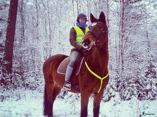 medryttarhäst sökes: Medryttarhäst sökes i Jönköping i Jönköping - Annons 11