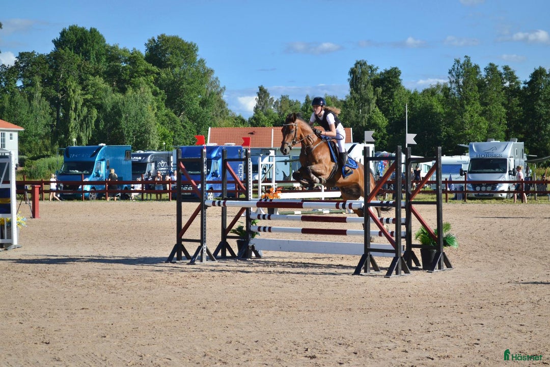 Hoppning hästar till salu: Maxad C-ponny född 2013 för de högsta klasserna. i Stora Höga - Annons 5