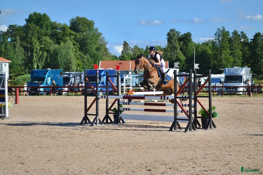 Hoppning hästar till salu: Maxad C-ponny född 2013 för de högsta klasserna. i Stora Höga - Annons 5