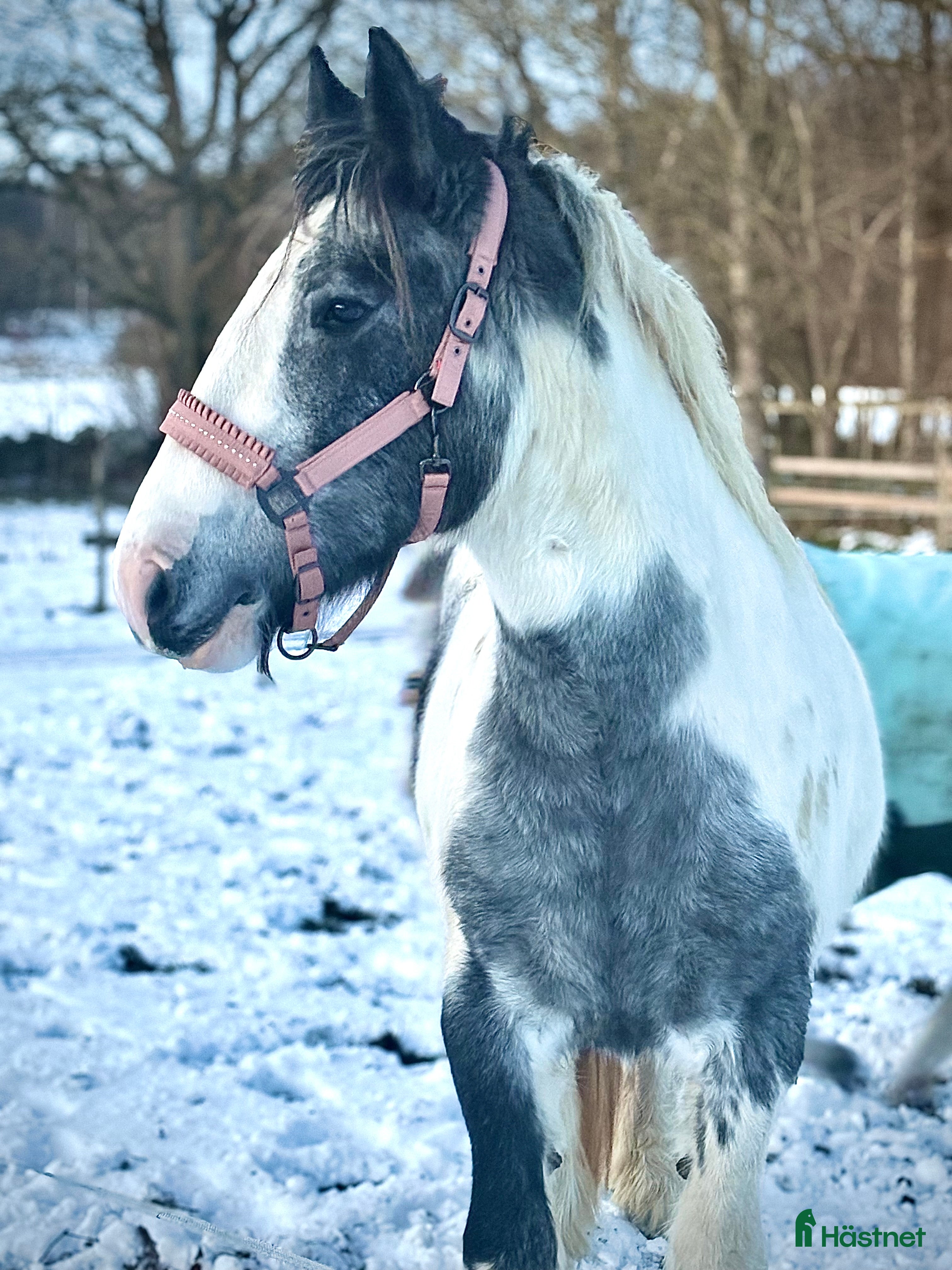  hästar Fina tjejen Luna i Vankiva - Annons 18