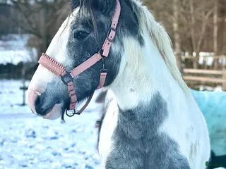 hästar Fina tjejen Luna i Vankiva - Annons 18