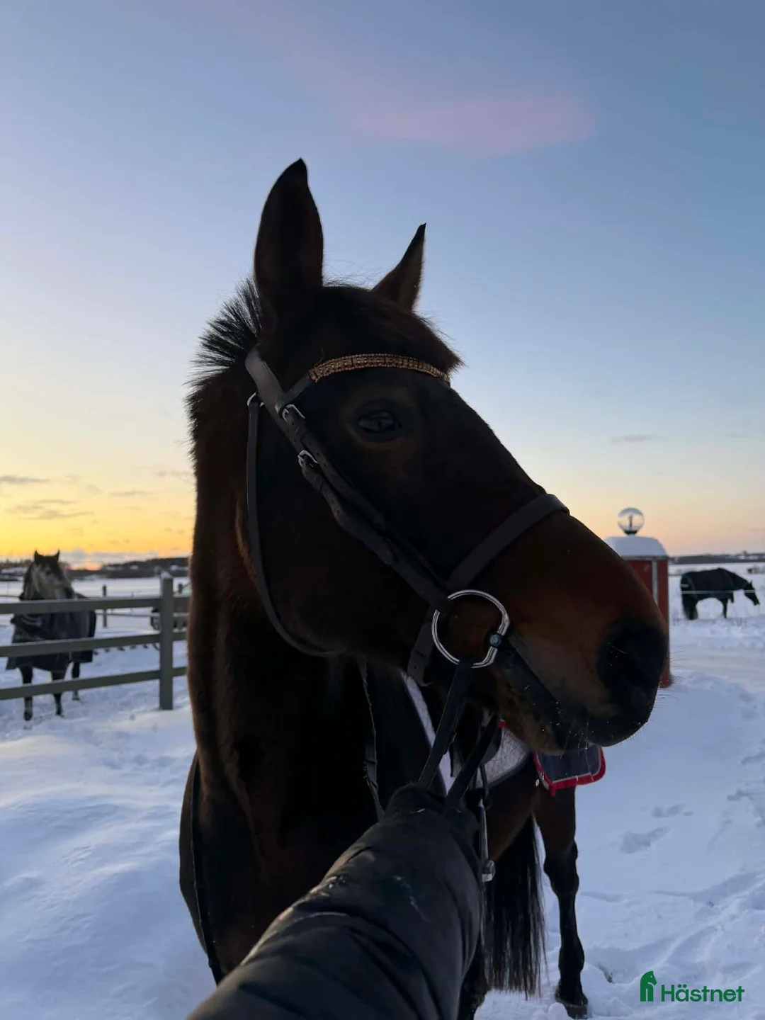 Sällskap hästar till salu: Bortskänkes till nästan gratis!  i Nyköping - Annons 2