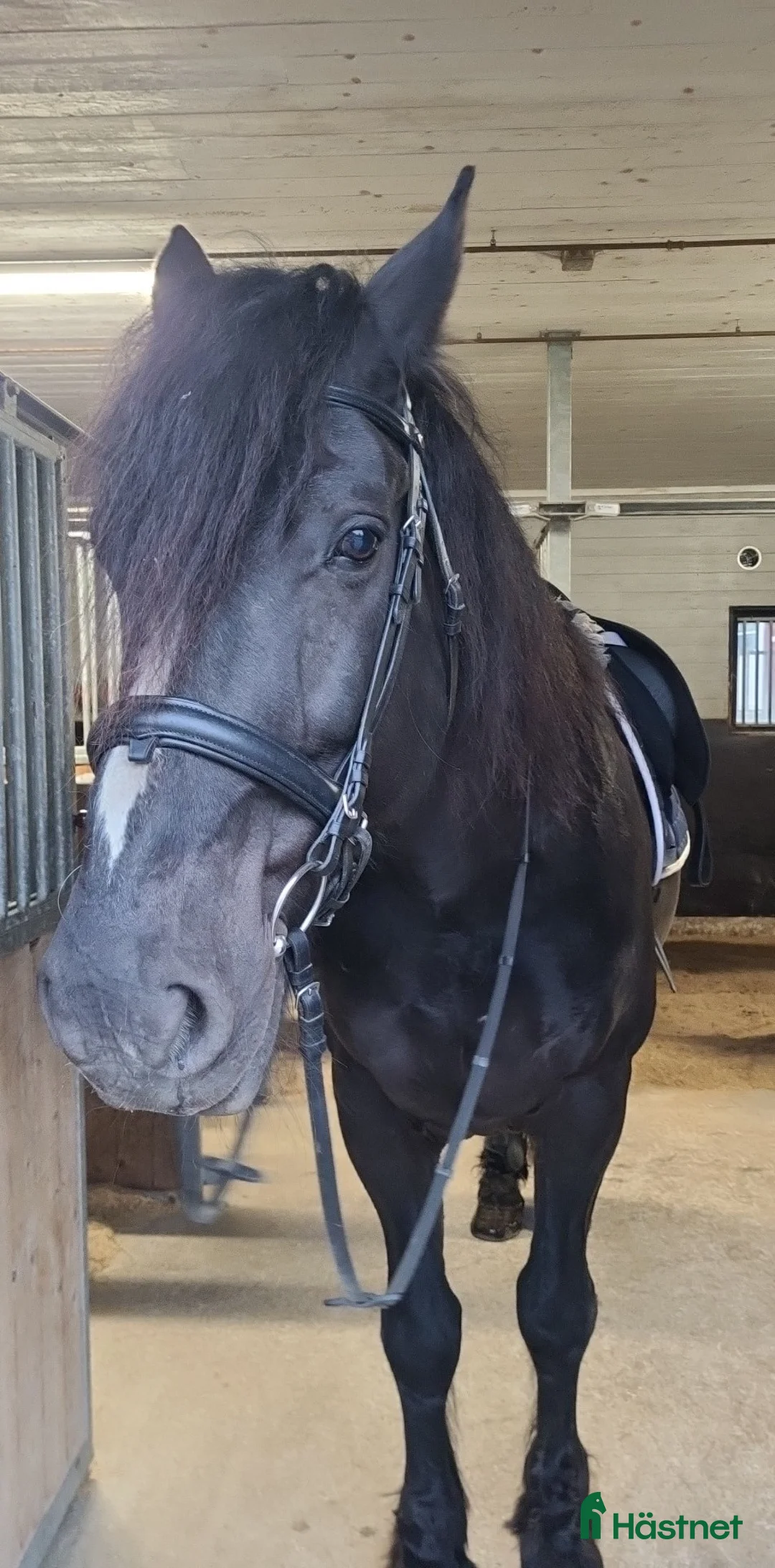 Allround hästar till salu: Världens finaste Stig - Annons 2