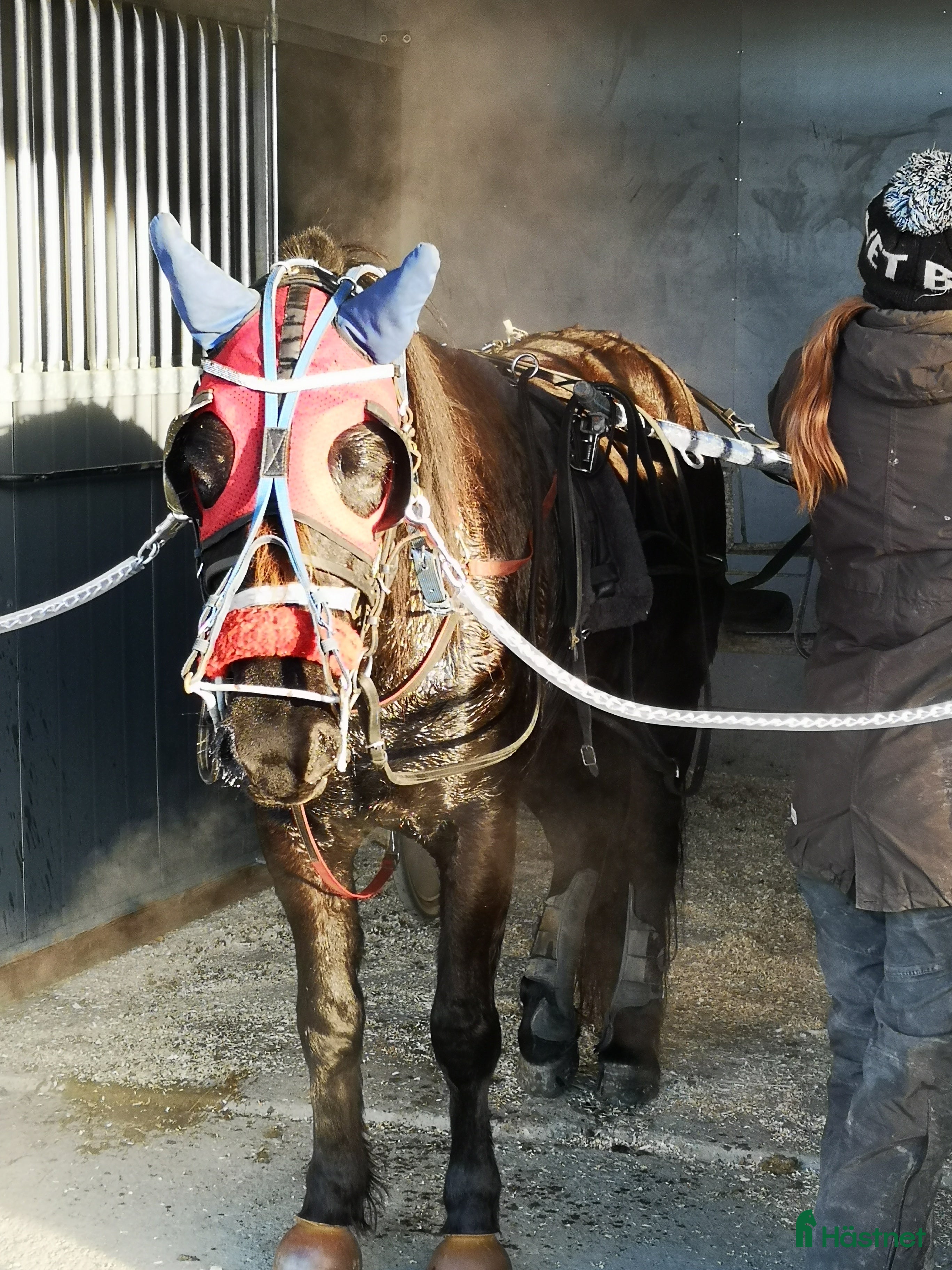  hästar Startklar för kval i Rengsjö - Annons 2