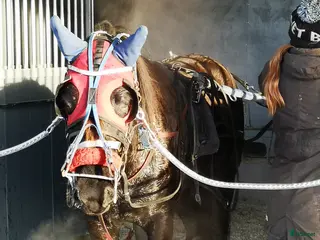 hästar Startklar för kval i Rengsjö - Annons 16