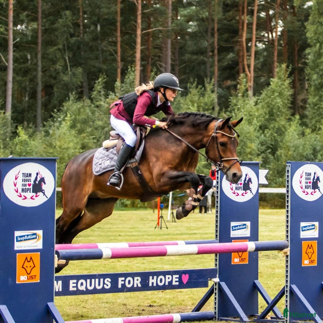 Hoppning hästar sökes: Söker en trevlig Dponny i Johannishus - Annons 1