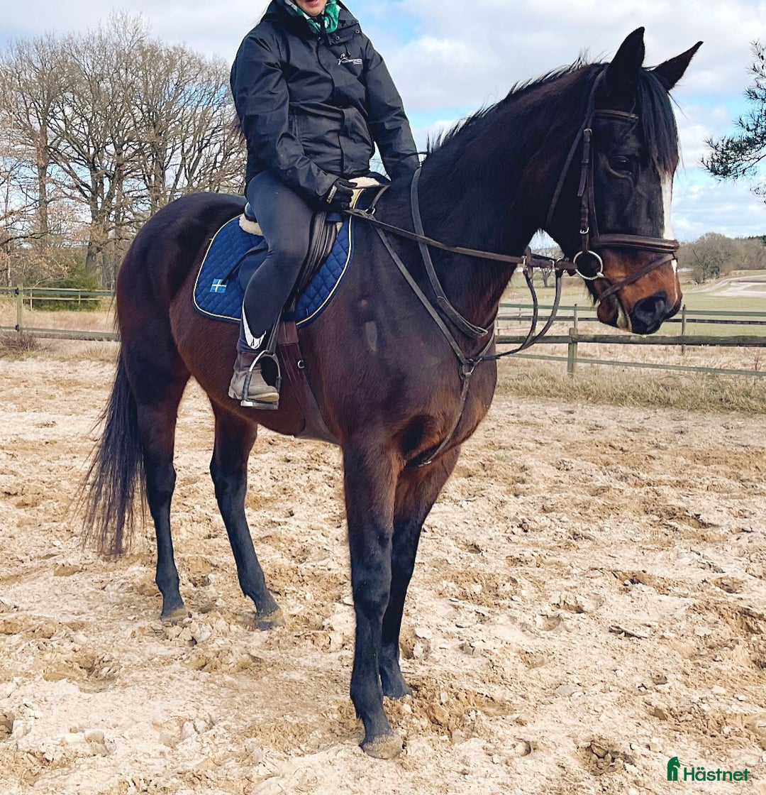 Allround hästar till salu: Stort fullblod som sticker ut i mängden  i Sveg - Annons 2