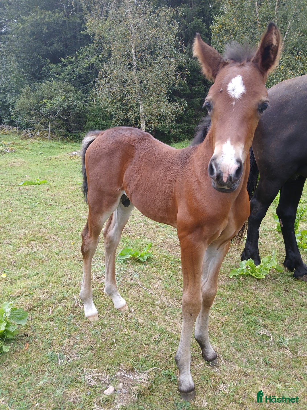 Allround hästar till salu: Charmig welsh partbred hingst 🌟 i Älmhult - Annons 5