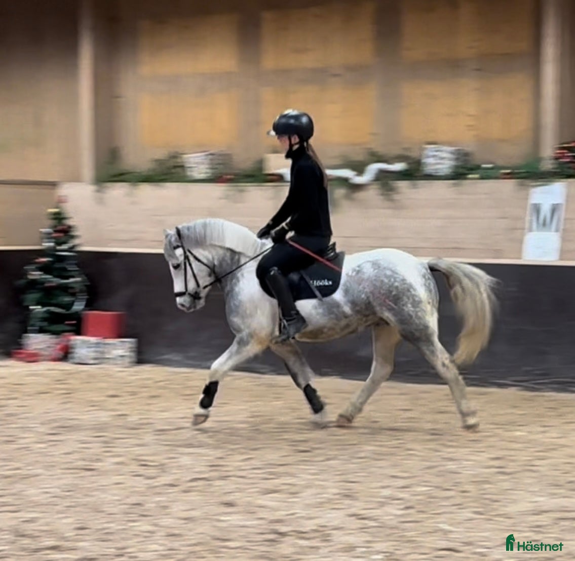  hästar Fin B-ponny till valfri gren i Hofors - Annons 15